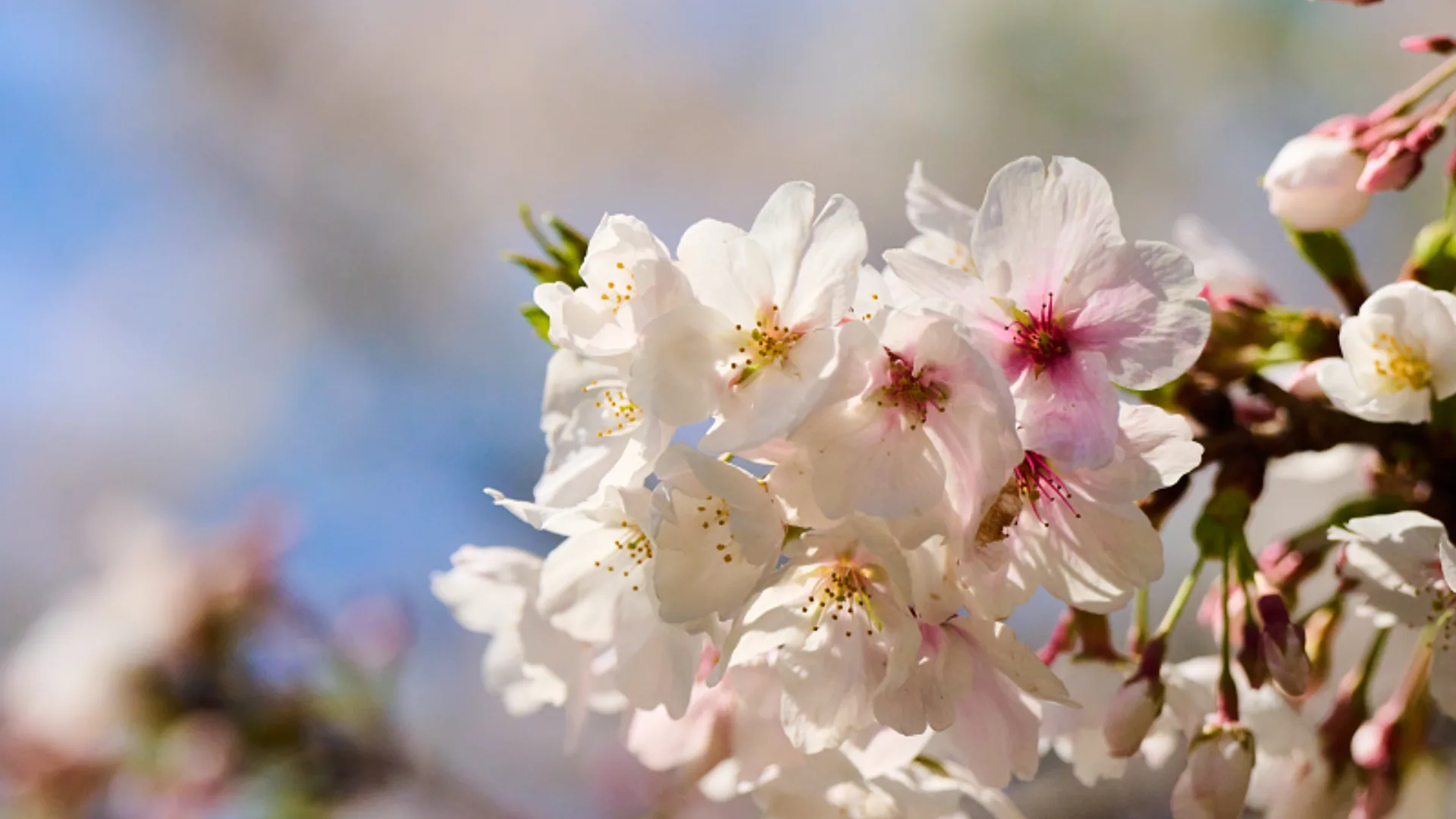campus flowers