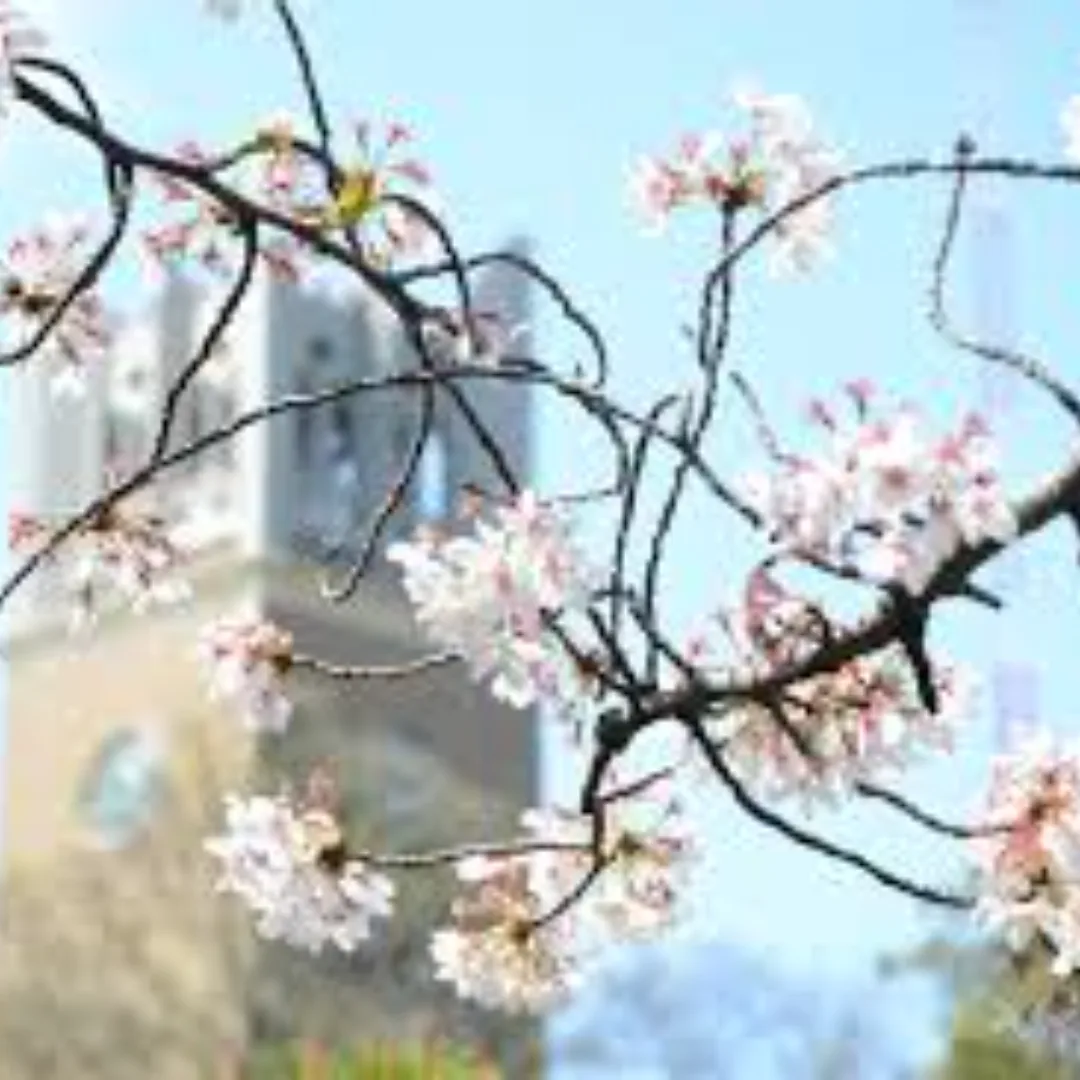 cherry blossom